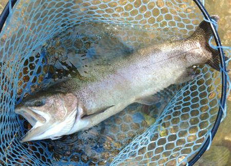 大物連発！ ～高島の泉～